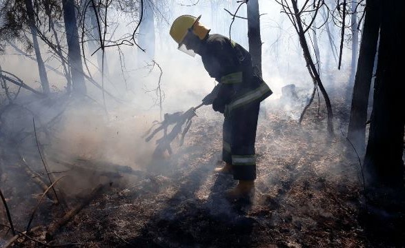 В Тернопольской области поймали мужчину, который поджег сухую траву и сжег зеленые насаждения