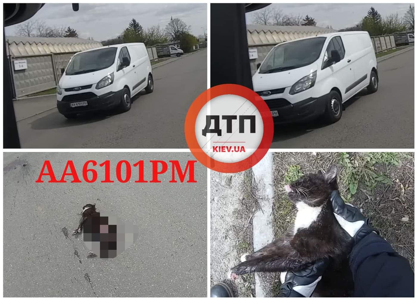 В Киеве на улице Медовая водитель буса Ford АА6101РМ переехал кошку и скрылся с места ДТП. Видео момента наезда