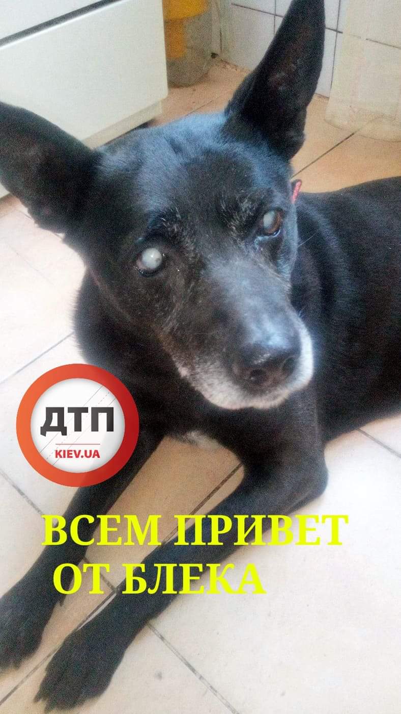 Всех с праздником и привет от Блека: замечательный слепой пёс мог уже умереть, но к счастью его спасли из ручья в Киеве