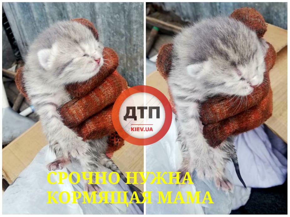 Под Киевом в Буче собаки разорвали кошку: срочно нужна кормящая мама для маленьких котят