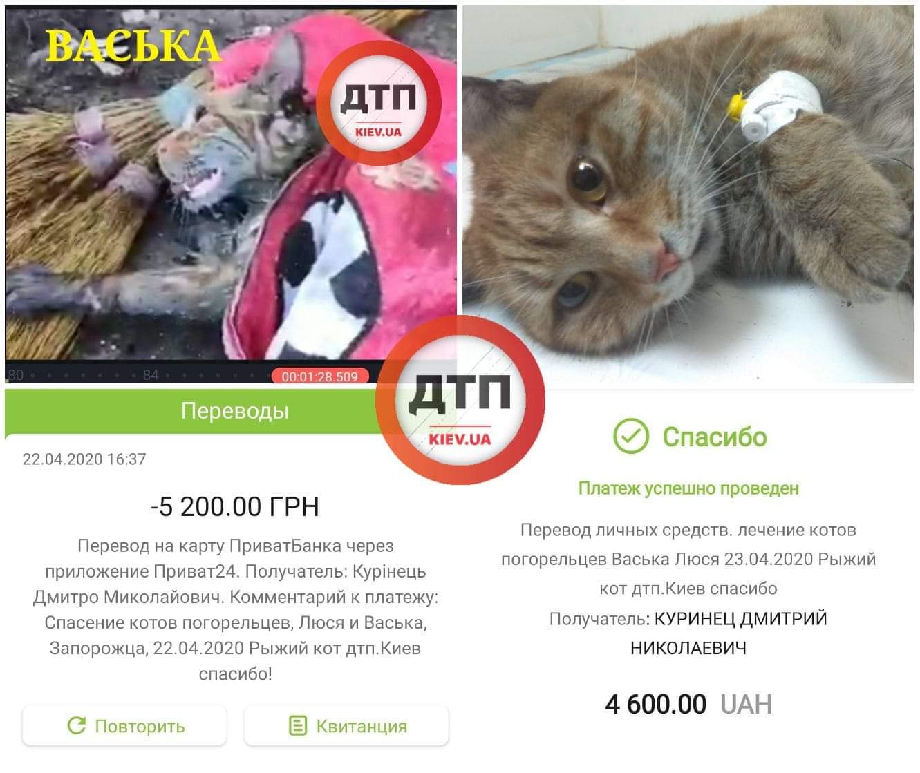 До и после: коты-погорельцы по кличке Васька и Люся пережили ночь в кислородных камерах