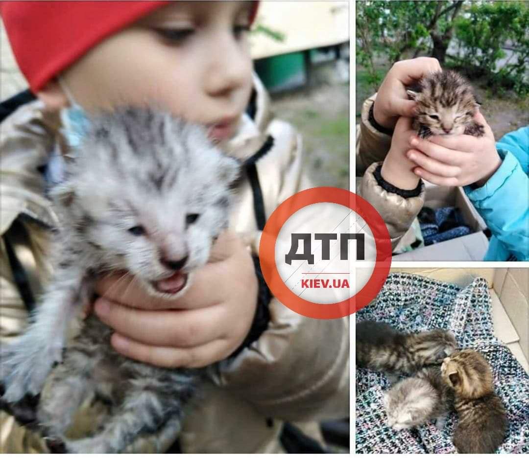 В Киеве выбросили коробку с тремя маленькими котятами: нужна кормящая кошка-мама
