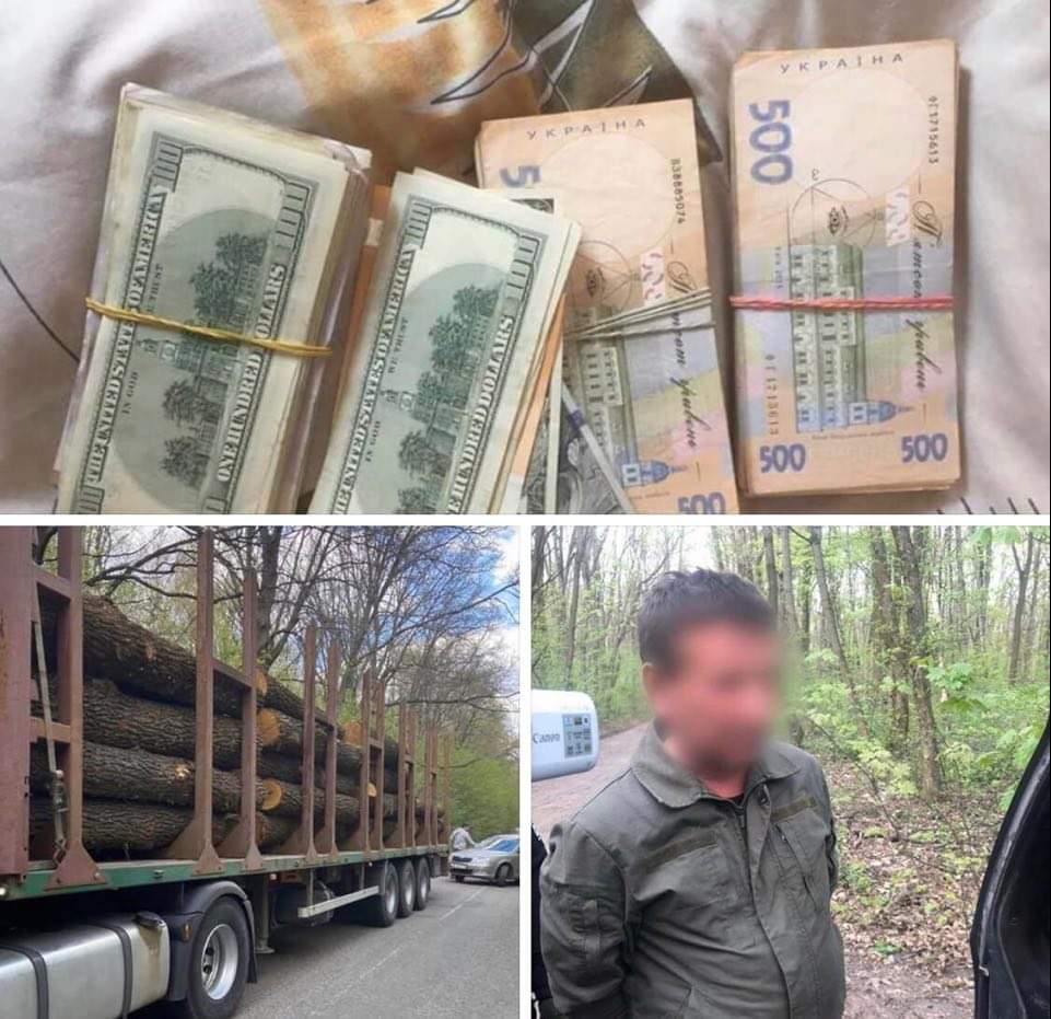 На Київщині лісник незаконно продавав ліс-кругляк