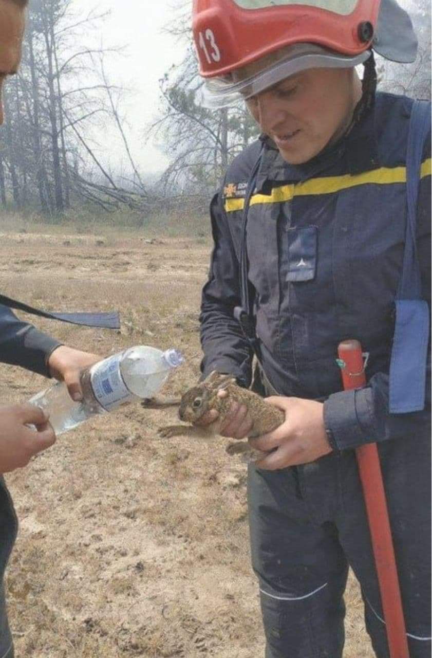 В Запорожской области горело 5 гектаров леса: от верной смерти спасли маленького зайчика