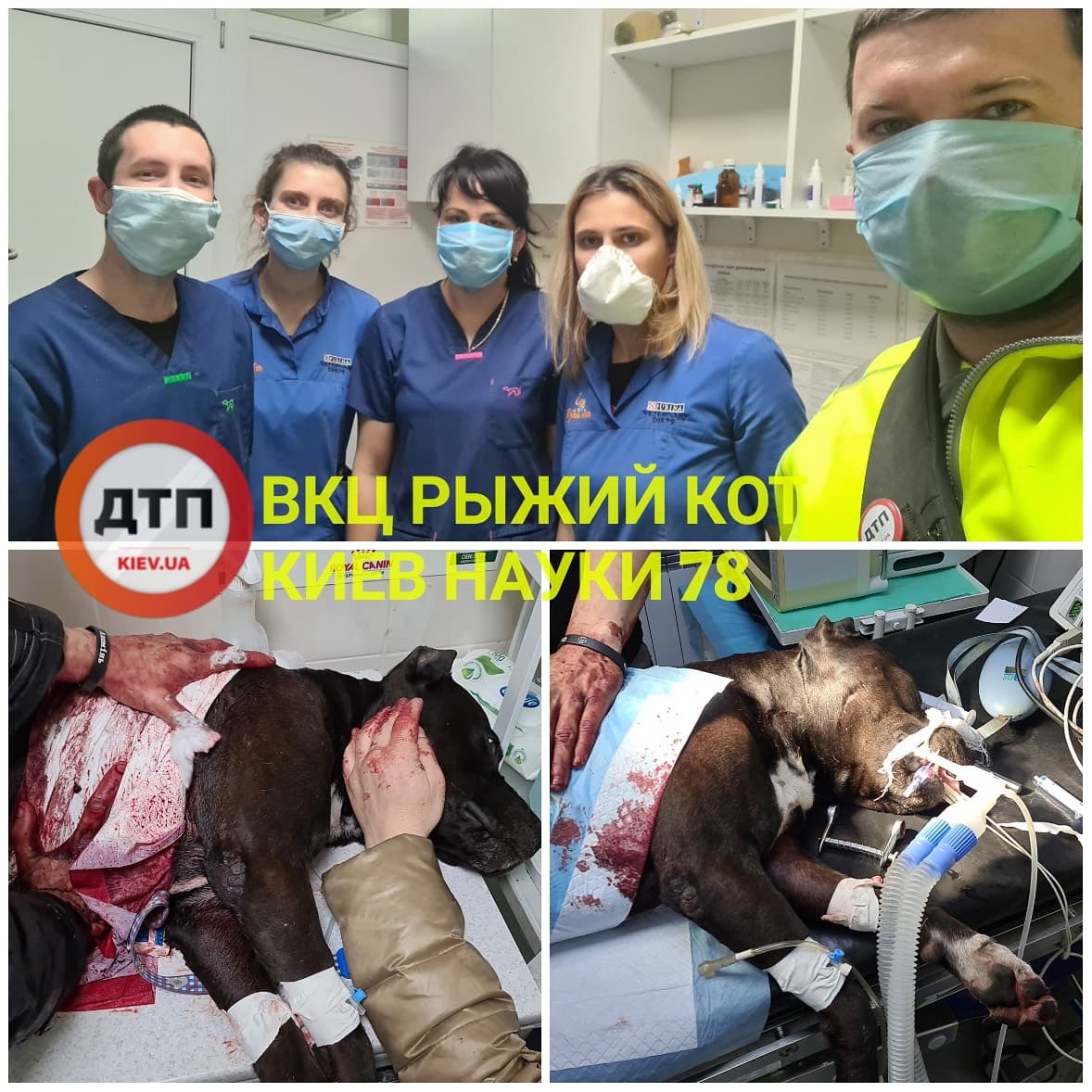 Умирающий пес в луже крови - самая тяжелая ночь 2020 года: подробности жестокого ранения Питбуля в Киеве на проспетке Победы