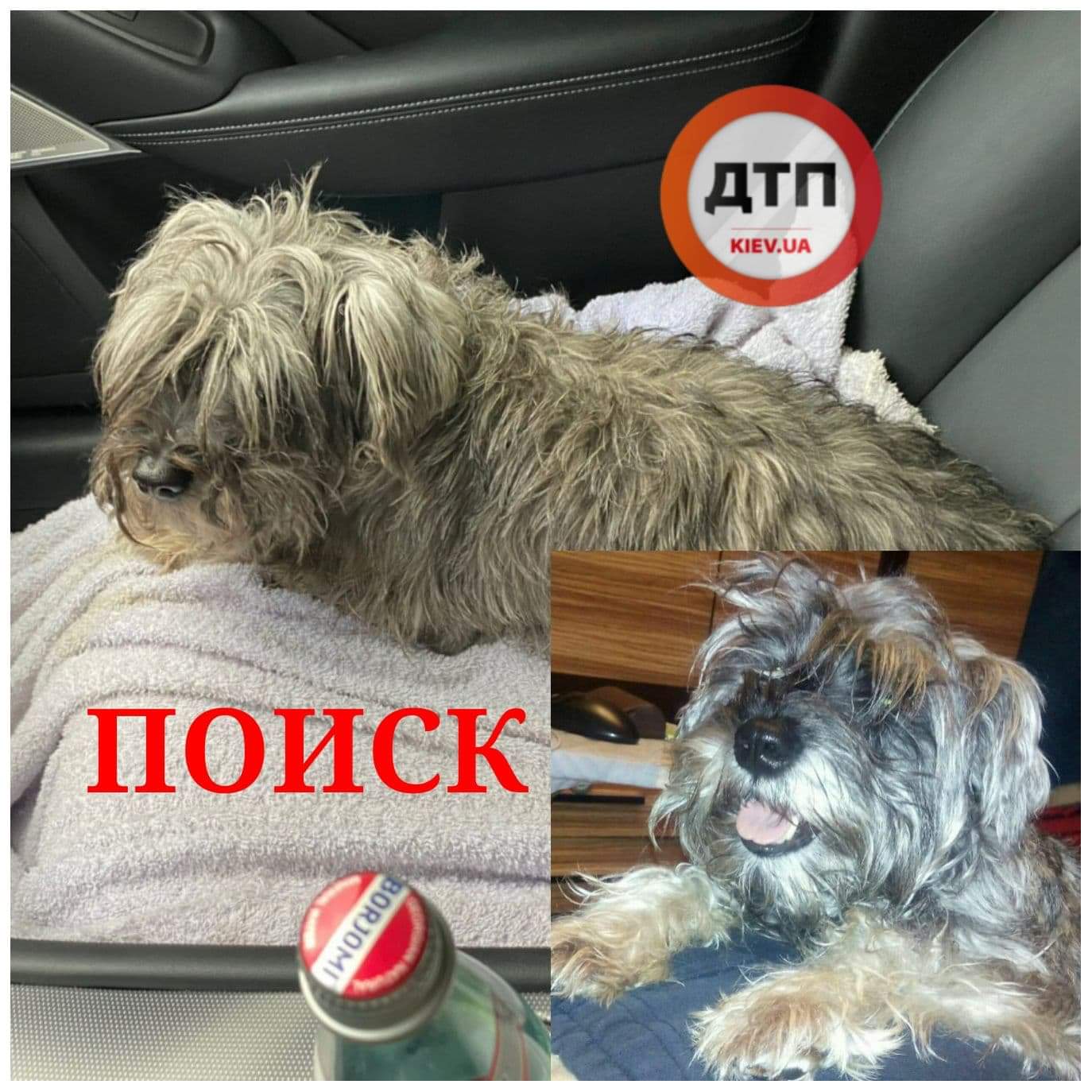 В Киеве на ВДНХ пропала собака породы цвергшнауцер по кличке Джессика