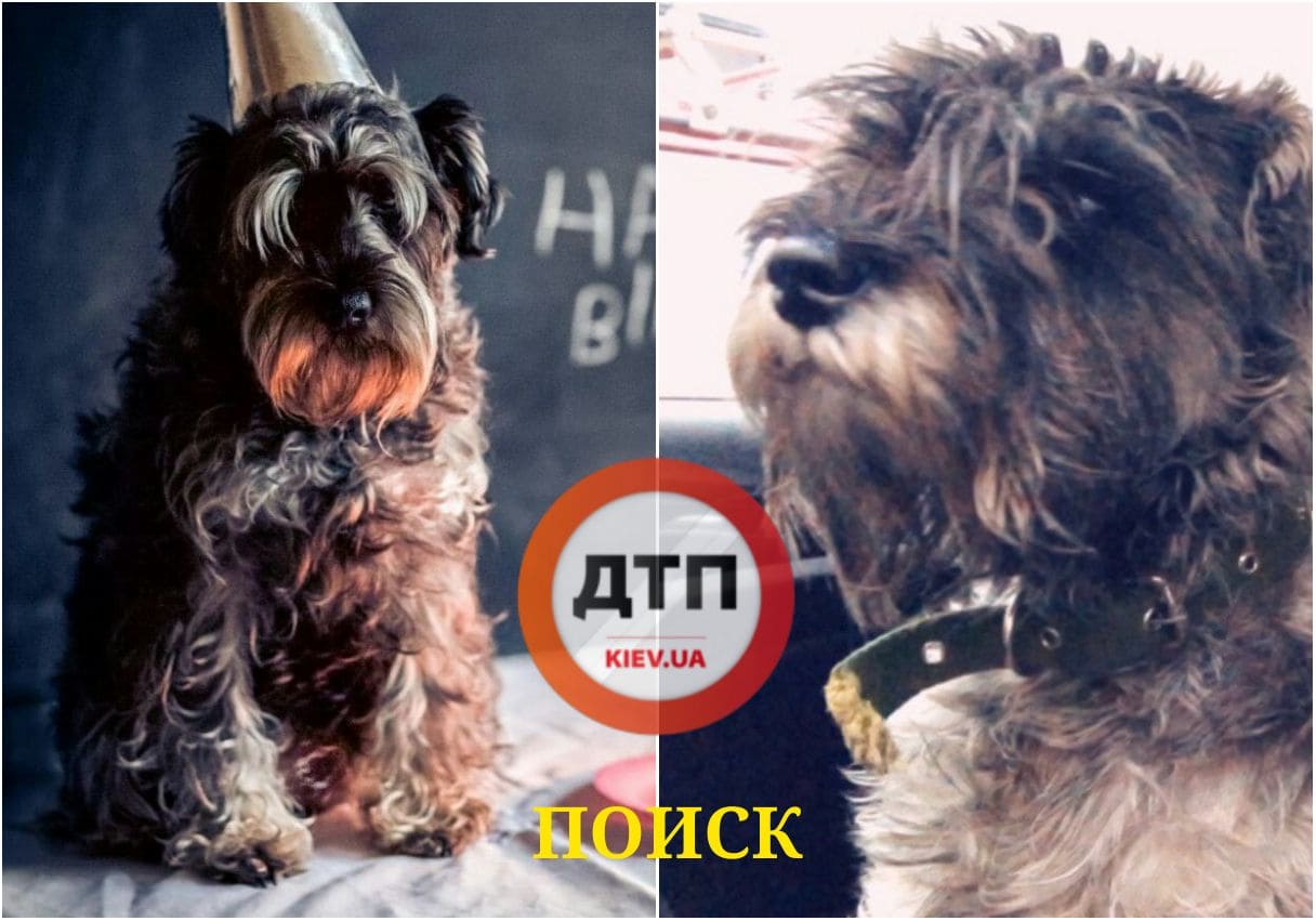 В Голосеевском парке Киева пропала собака породы цвергшнауцер по кличке Джессика
