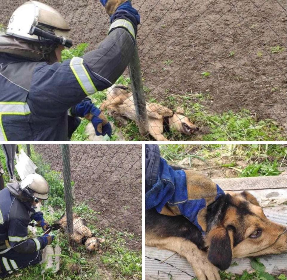 На Вінниччині бійці ДСНС врятували пса, який зачепившись цепом “повис” на паркані