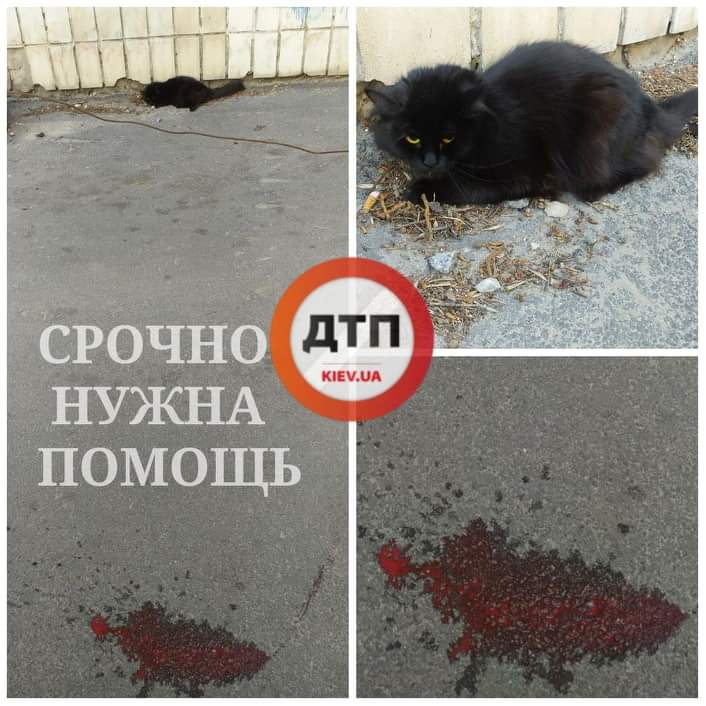 В Киеве на улице Митрополита Василия Липковского, 37А умирает кот: срочно нужна помощь
