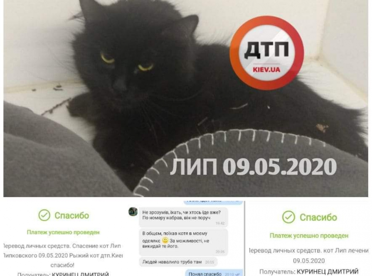 Раздавленный автомобилем кот в Киеве на улице Липковского жив: шансы на выздоровление есть