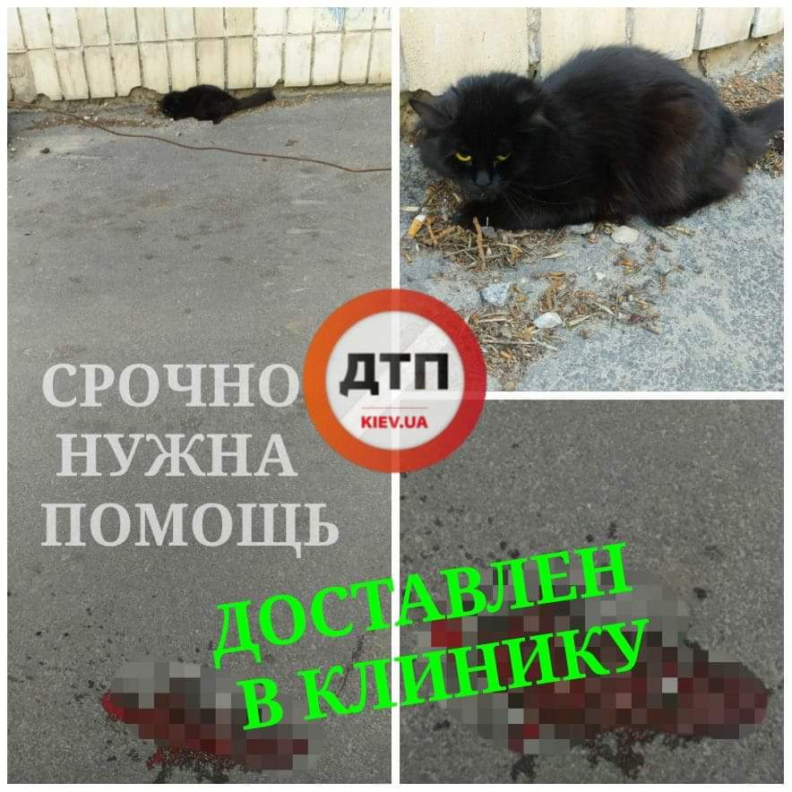 Раздавленный автомобилем кот в Киеве на улице Липковского в течении 40 минут доставлен в клинику