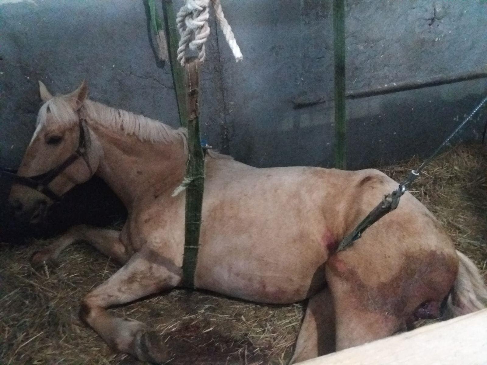 На Донеччині рятувальники допомогою лебідки перевернули хворого коня, якому знадобилась допомога ветеринара