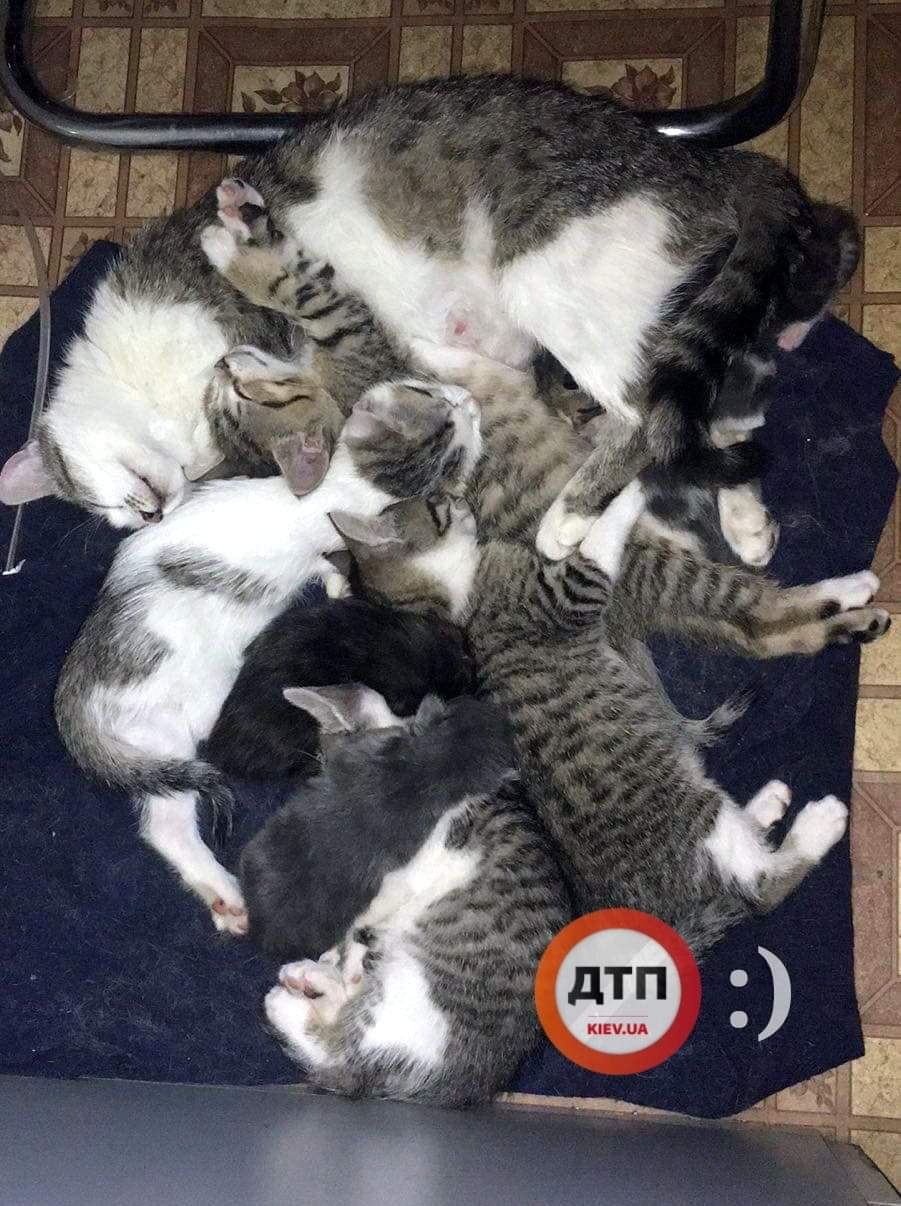 Кошка с 4 новыми детками, у которых погибла мама: у них все хорошо, поели и спят