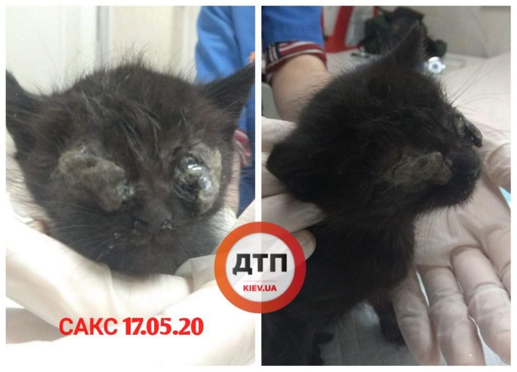 Спасенный в Киеве с улицы Саксаганского истощенный месячный котёнок доставлен в клинику: жив, есть шанс частично спасти зрение