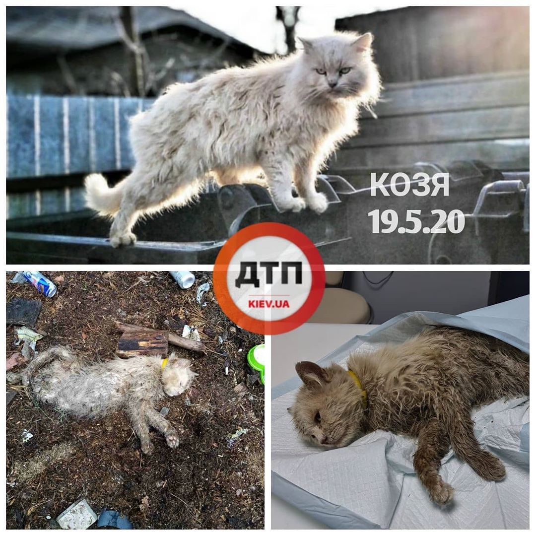 Кот Козя до травмы и после: под Киевом поломанного пополам кота выбросили на мусорник, где он пролежал 3 дня
