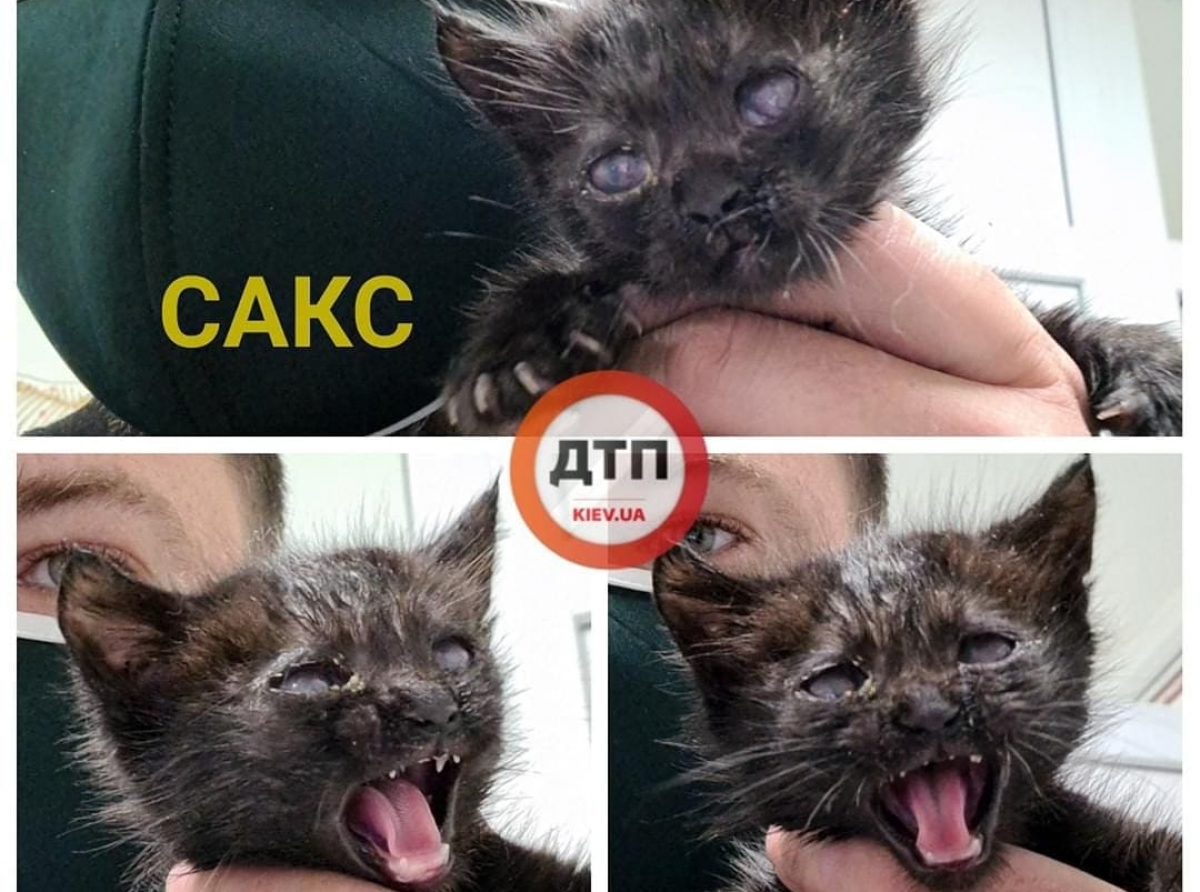 Чудесный котенок по кличке Сакс, которого спасли от верной смерти с дороги в Киеве на улице Саксагансого, будет видеть: ищем новый дом