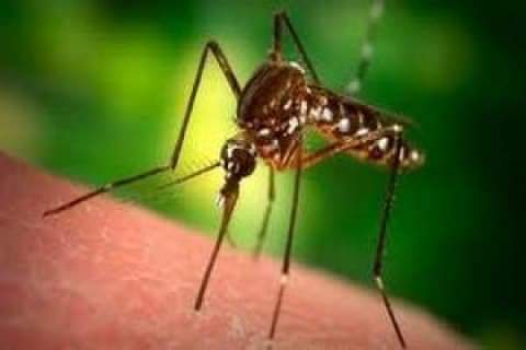 У Харкові зареєстровано завізний випадок малярії
