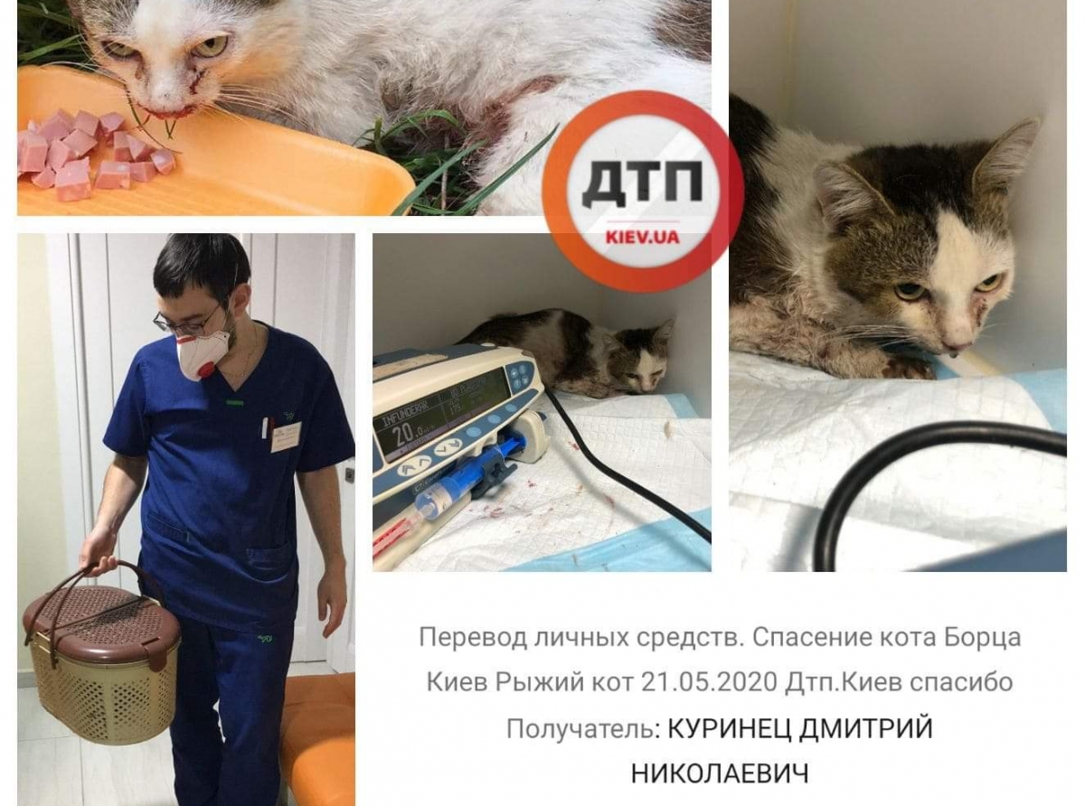 В Киеве около станции метро Осокорки собака Питбуль чуть не загрыз кота - наш читатель вырвал из пасти: сбор средств на лечение