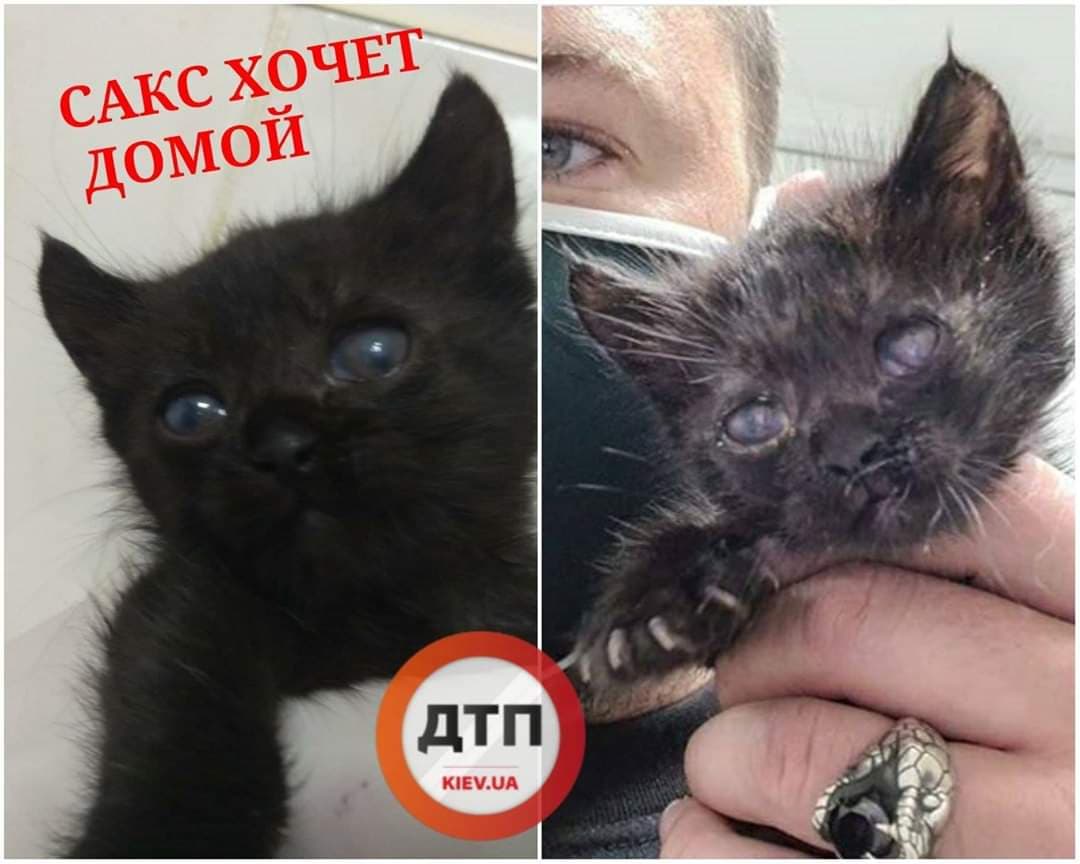 Спасенный слепой и истощенный котенок Сакс с улицы Саксаганского будет видеть и готов к выписке