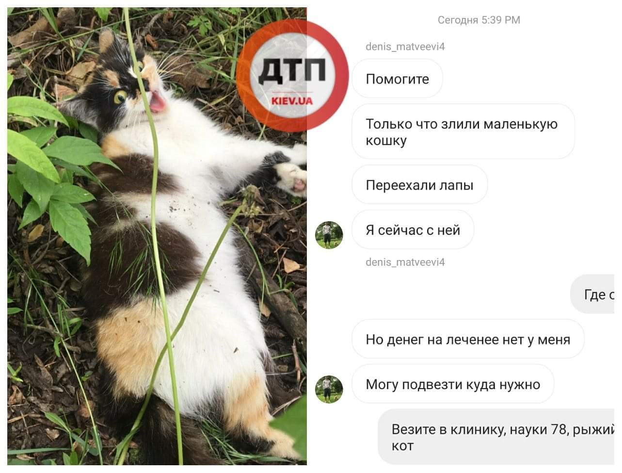 В Киеве автомобиль сбил кошку - в критическом состоянии доставлена в клинику: сбор средств на лечение