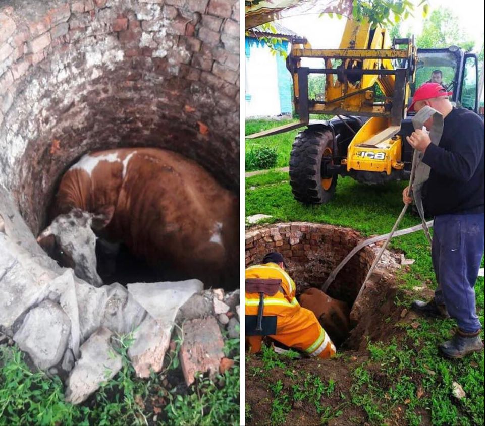 На Черкащині рятувальники витягли з технічного колодязя корову 
