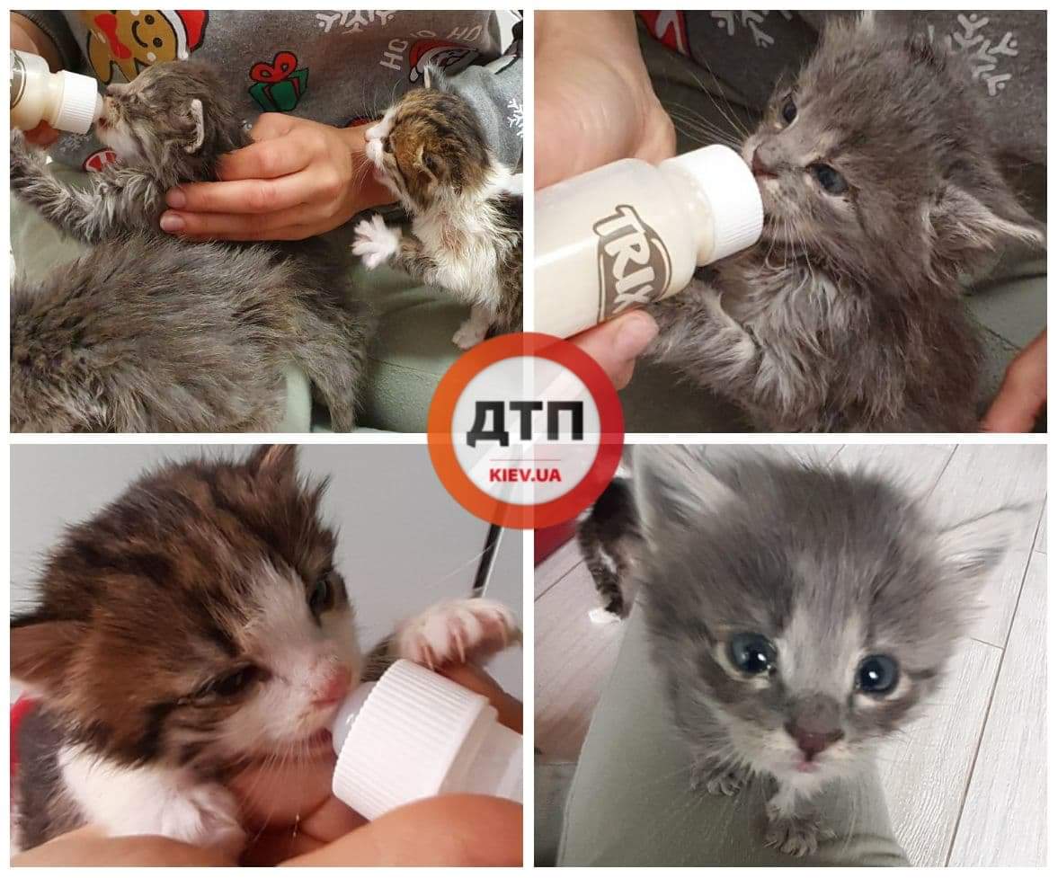 На Киевщине автомобиль сбил кошку, у которой осталось 3 маленьких котенка: ищем любящие семьи