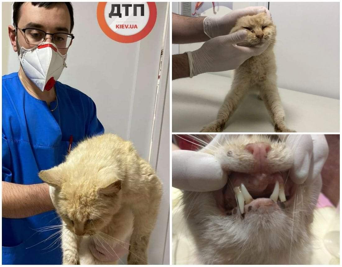 В Киеве на Оболони умирающего кота Тимошу заклевали вороны: доставлен в клинику в крайней степени истощения