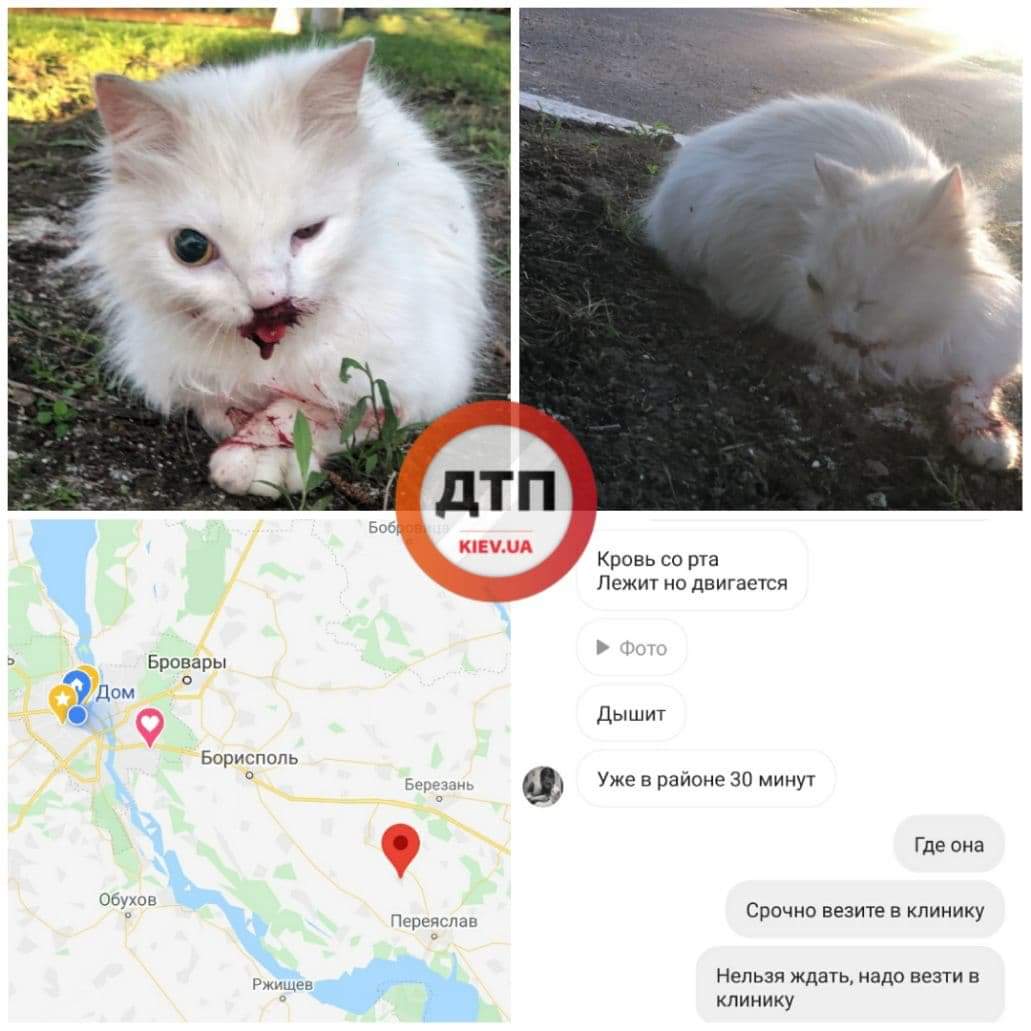 На Киевщине автомобиль сбил кошку - тяжёлое состояние, признаки пневмоторакса: срочно нужна финансовая помощь