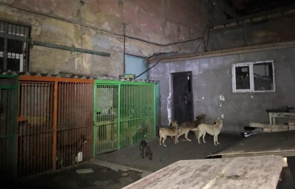 В Одесі сталася серйозна пожежа - горів притулок для тварин: евакуйовані 40 котів та 350 собак 