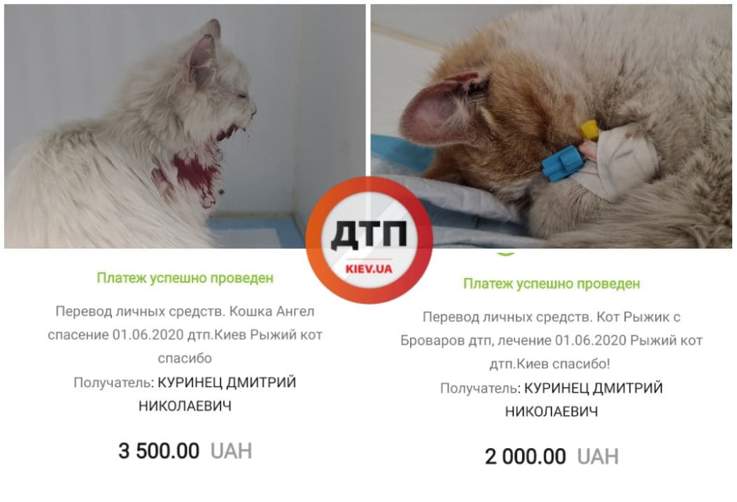 Хорошие новости из клиники - оба тяжелых кота, доставленные вчера в клинику, живы