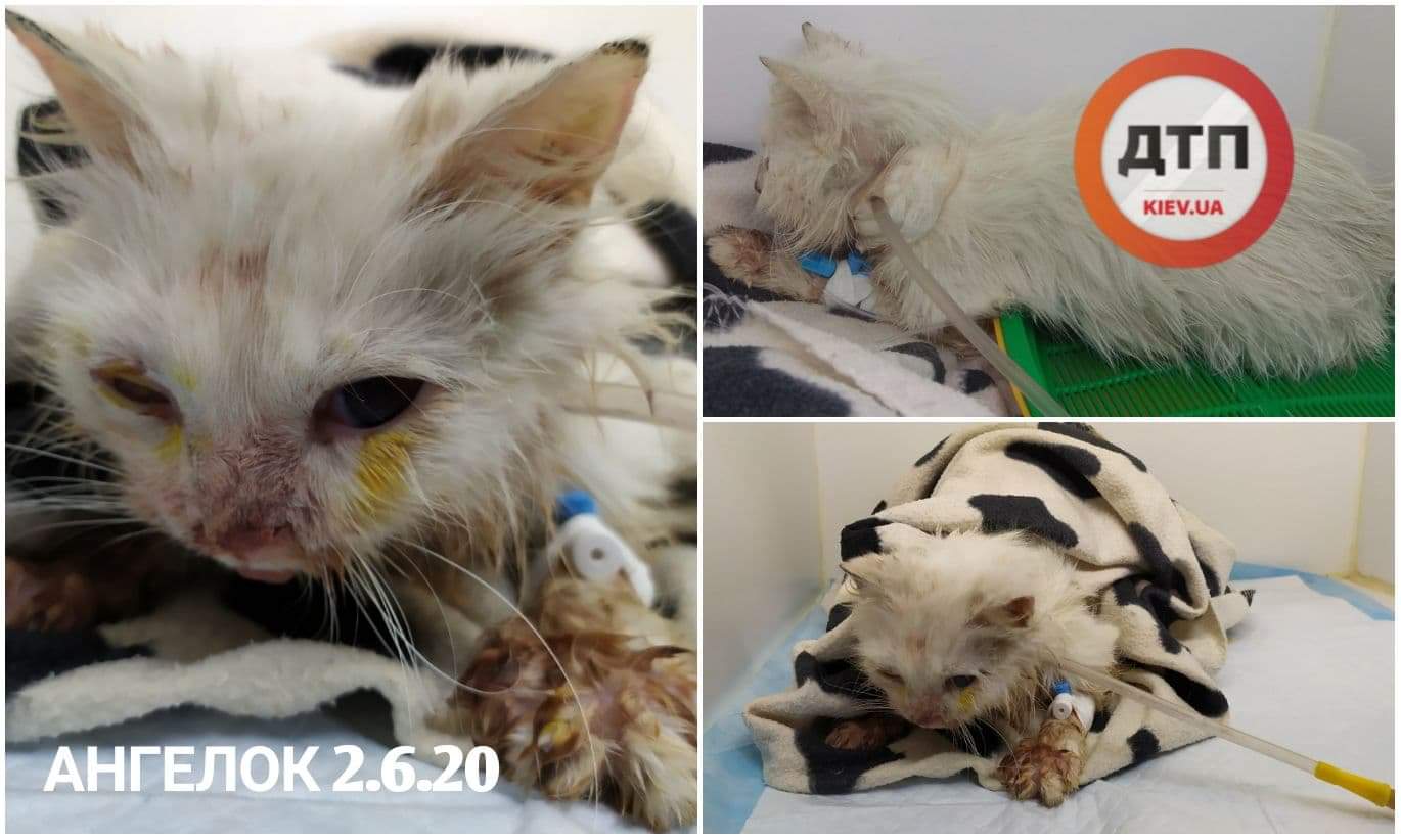 Кошке-маме, которую на Киевщине сбил автомобиль и переехал голову, намного лучше: отёк мозга побежден, котята временно пристроены
