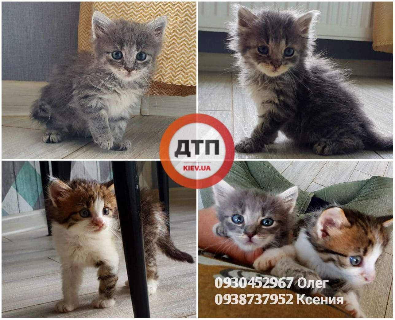 В Киеве кормящую кошку сбил автомобиль: ищем добрых и ответственных хозяев для маленьких, но уже самостоятельных котят