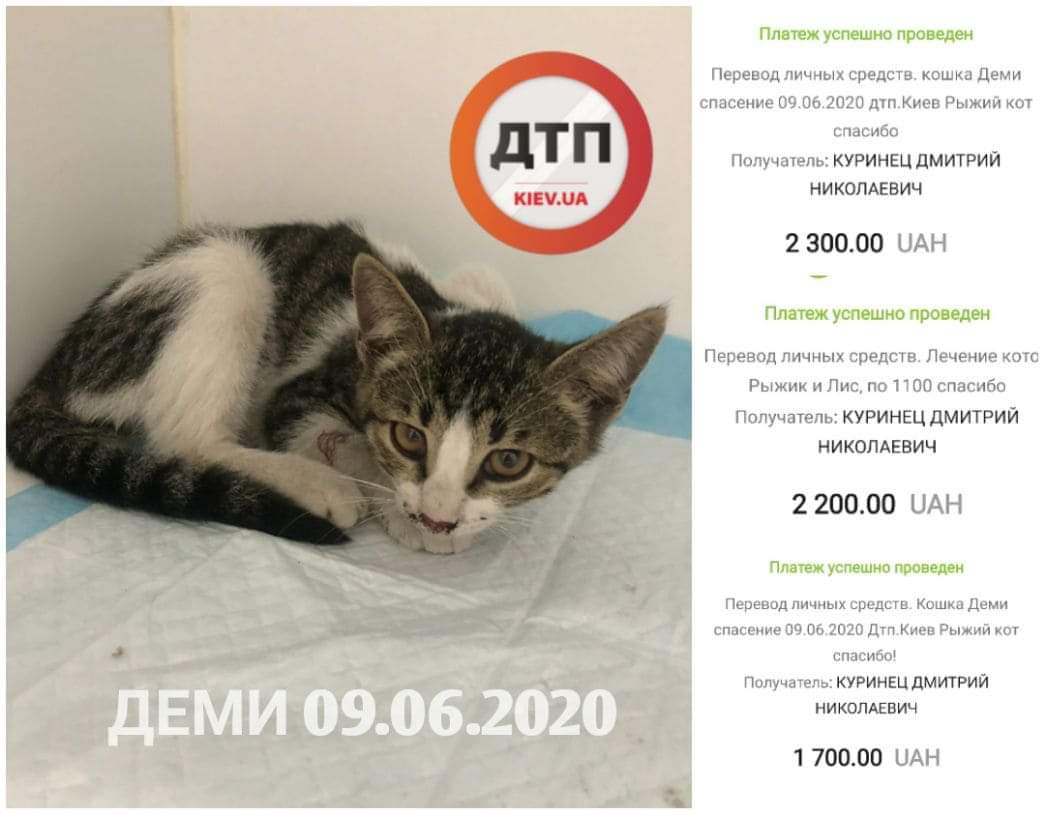 Кошка Деми, которую сбил автомобиль в Киеве на Демеевской, живая: помещена в кислородный бокс с обогревом
