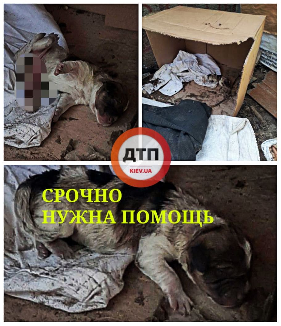 В Киеве срочно нужна помощь в спасении новорожденного щенка: собака родила и пропала