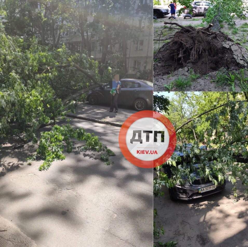 ЧП в Киеве на улице Серова - упало дерево и придавило автомобиль