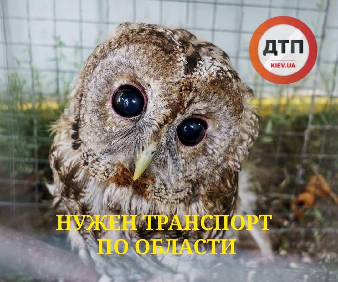 Команде спасения животных нужна помощь в транспортировке птиц: Киев и область