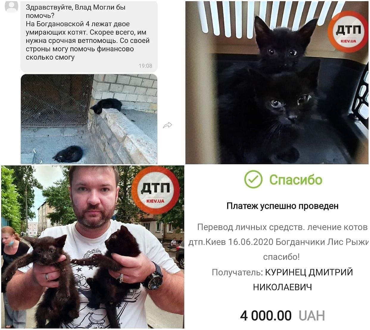 Маленькие истощенные котята с улицы Богдановской, доставленые вчера в клинику, будут жить: проводится лечение