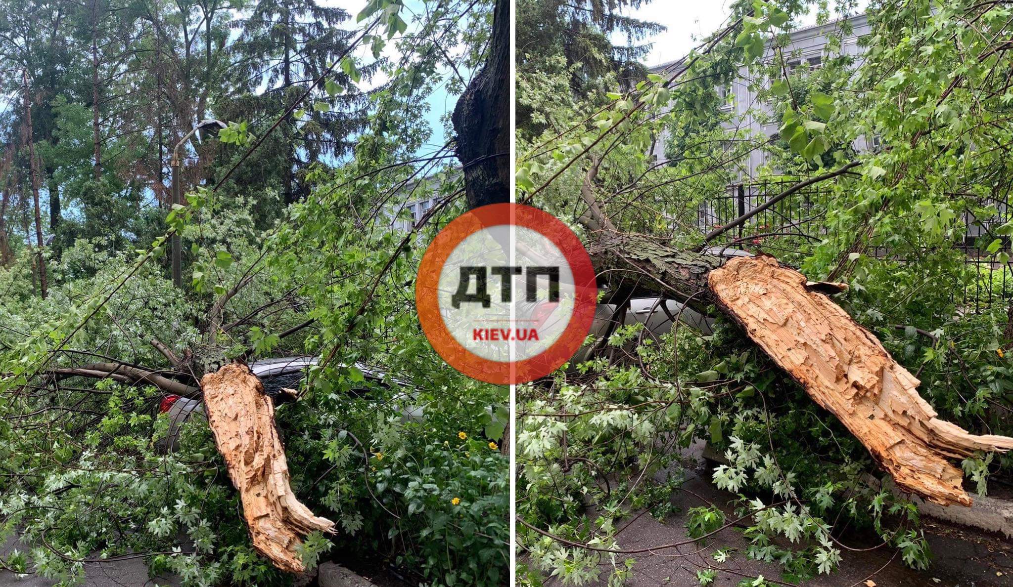 ЧП в Киеве на улице Генерала Алмазова - дерево упало на припаркованный автомобиль