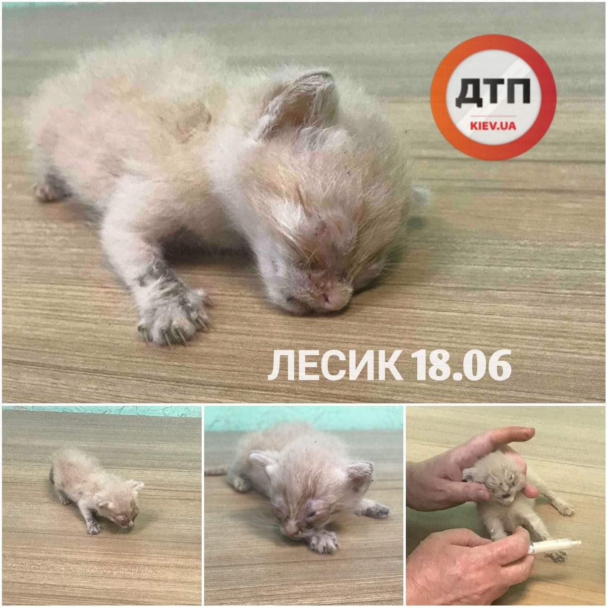 Умирающий котёнок Лесик доставлен в клинику: сбор средств на спасение