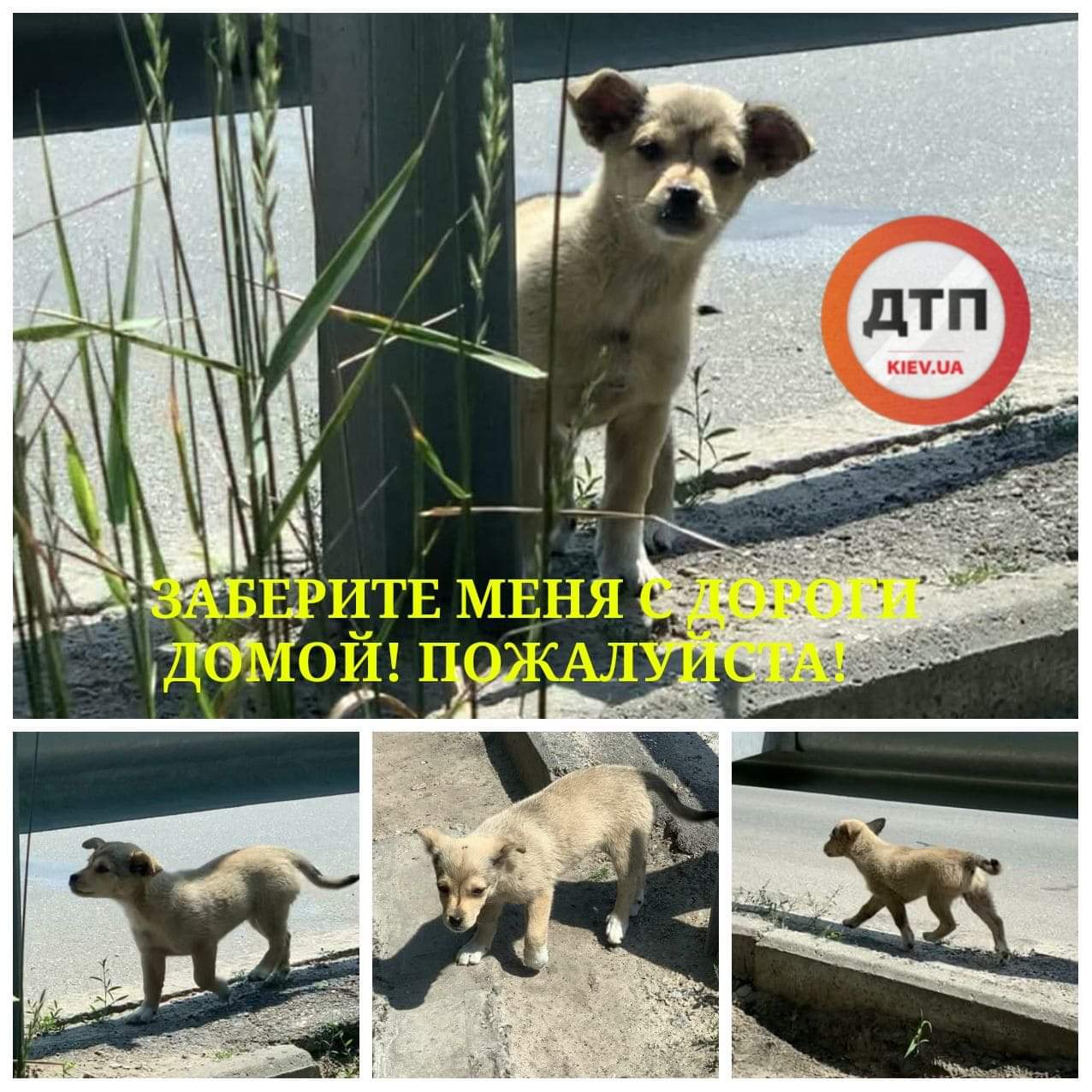 В Киеве выбросили маленького щенка около 6-полосной дороги: срочно ищем новый дом