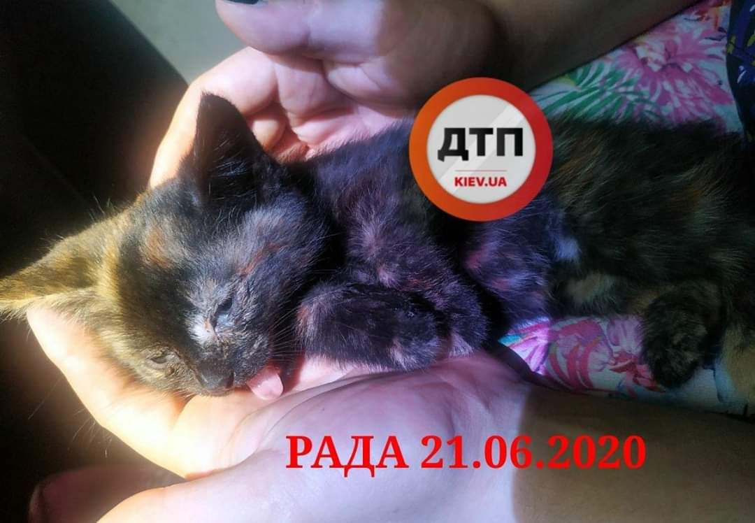 В Киеве на Отрадном посреди дороги нашли умирающего от теплового удара трехмастного котёнка: сбор средств на спасение