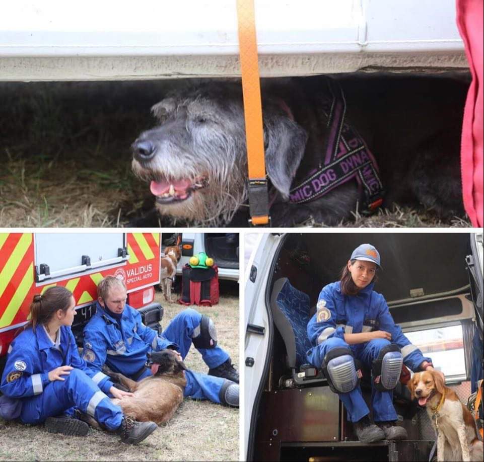 "Хвостатий спецназ": собаки допомагають шукати людей під завалами будинку на столичних Позняках, незважаючи на 30-градусну спеку