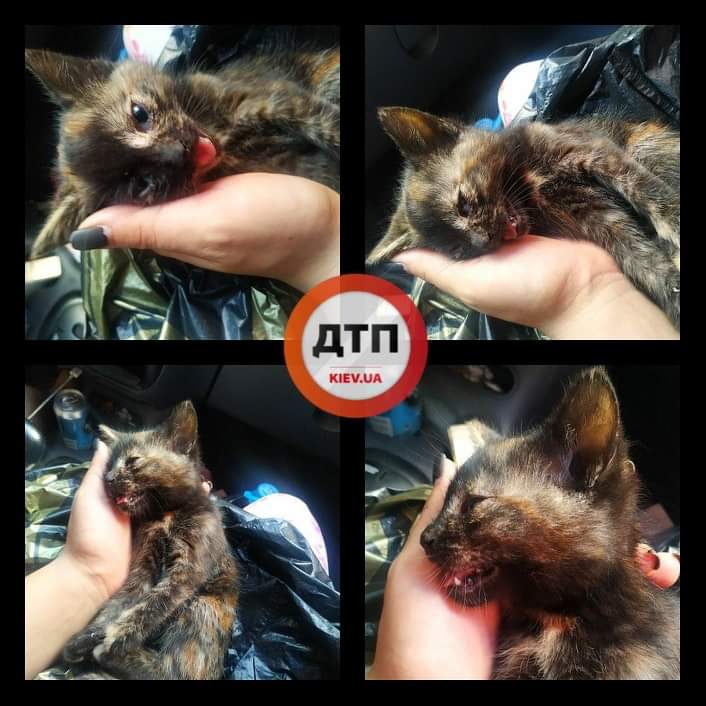 Халатность ветврача клиники на улице Добружской привела к смерти маленького котенка с тепловым ударом: как это было