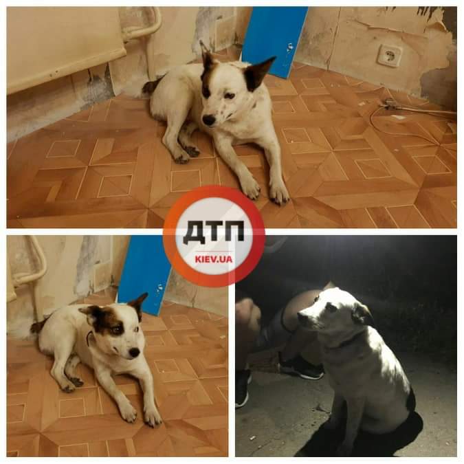 В Киеве на улице Бурмистенко найдена собака, которая лежала и скулила: ищем владельца или новых хозяев