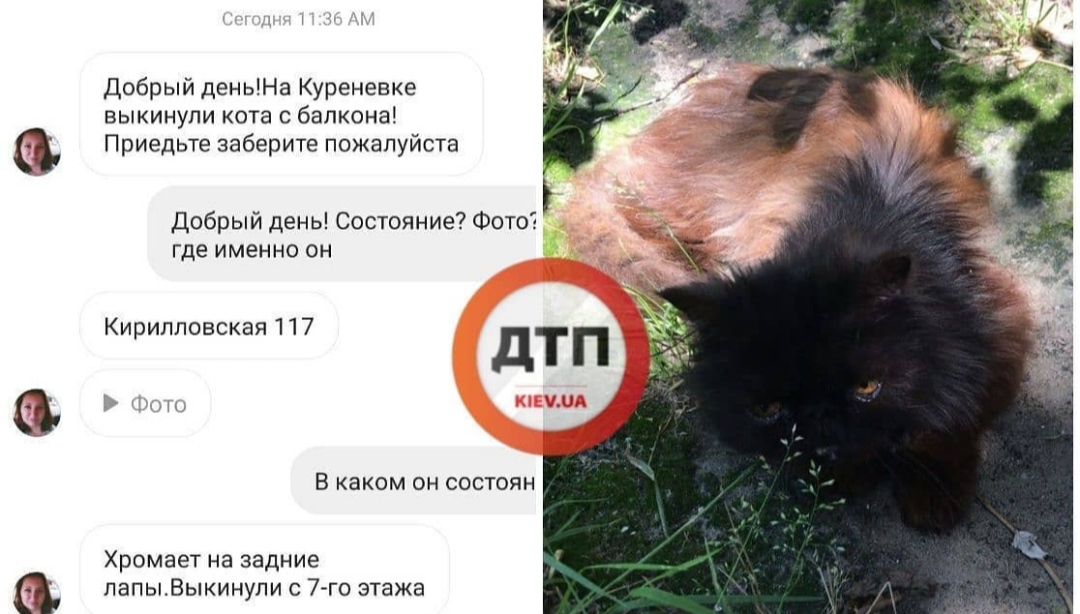 В Киеве на улице Кирилловской пожилая женщина выбросила 12-летнего истощенного кота с 7 этажа: чудом остался жив, летим в клинику