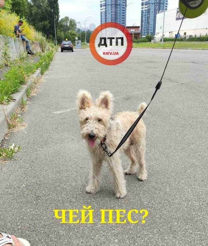 В Киеве на Броварском проспекте посреди дороги подобрали собаку в ошейнике: разыскиваются хозяева