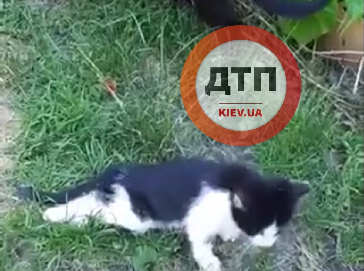 Он ползет и пытается выжить: на Киевщине маленького котенка переехал автомобиль - отказали задние лапки