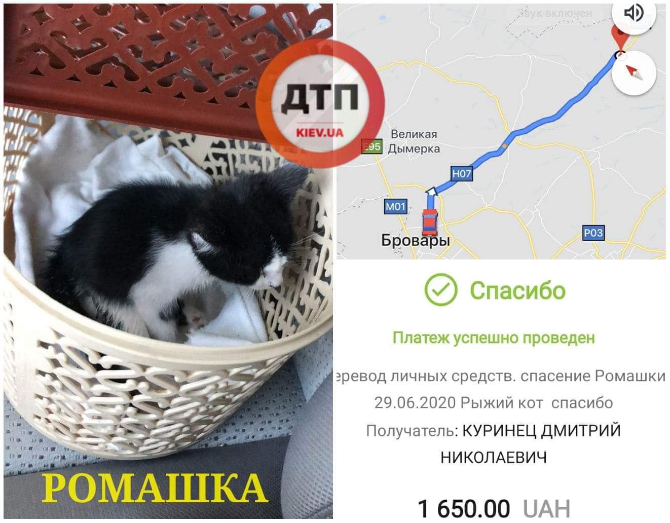 Ползающий котёнок по кличке Ромашка, которого на Киевщине переехал автомобиль, живой: едет в клинику