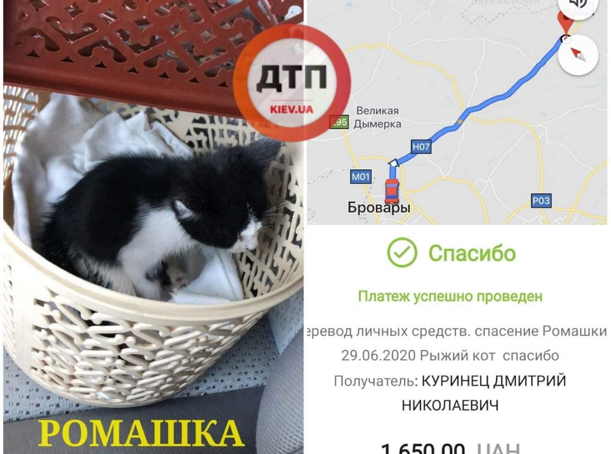 Ползающий котёнок по кличке Ромашка, которого на Киевщине переехал автомобиль, живой: едет в клинику