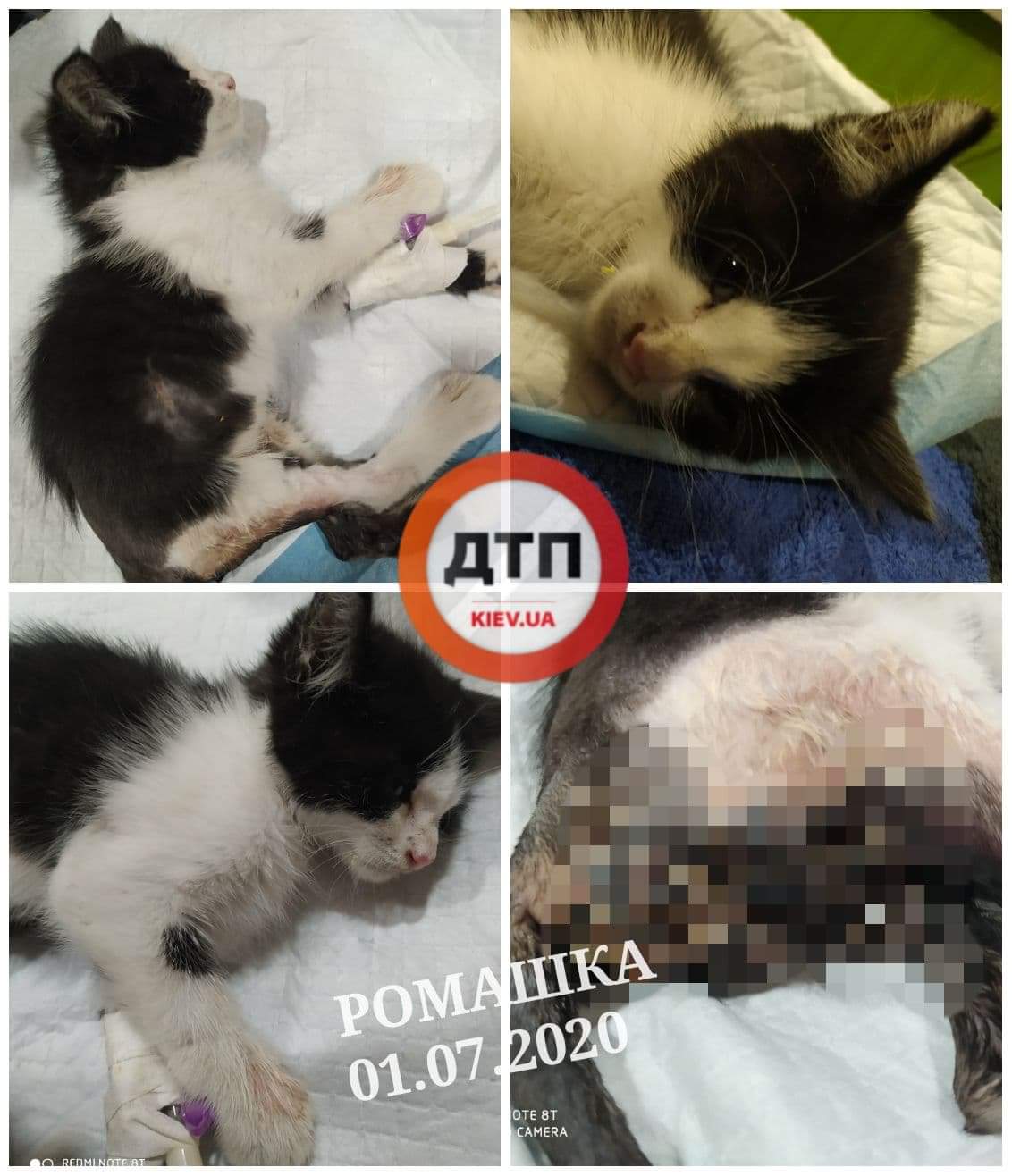 Котёнку Ромашке, которого на Киевщине переехал автомобиль, стало хуже: организм не держит температуру, состояние критическое